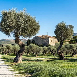 Olive grove at Masseria Calvello, Puglia