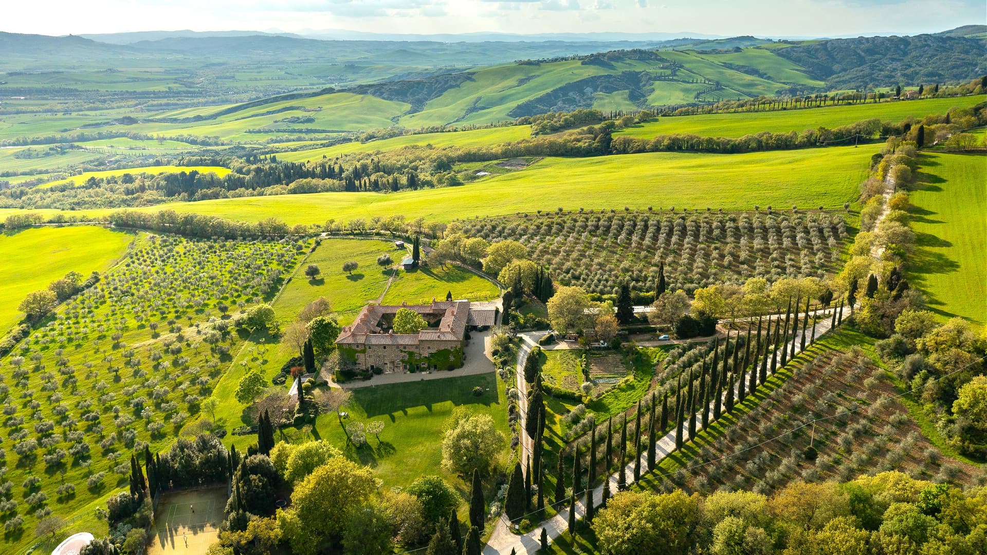 Olive grove at Frantoio di Val d'Orcia, Tuscany