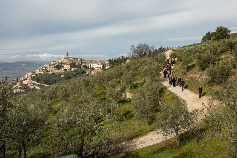 Olive grove at Tenuta San Biagio, Umbria